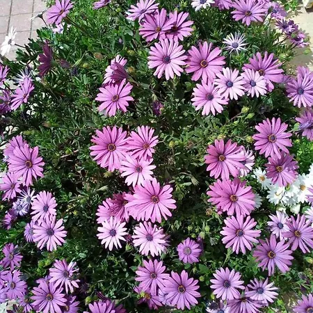 Nyaraló Romantic Sunset Cycladic House In Sotires *