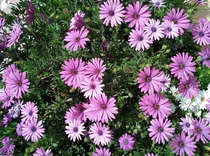 Hébergement de vacances Romantic Sunset Cycladic House In Sotires *